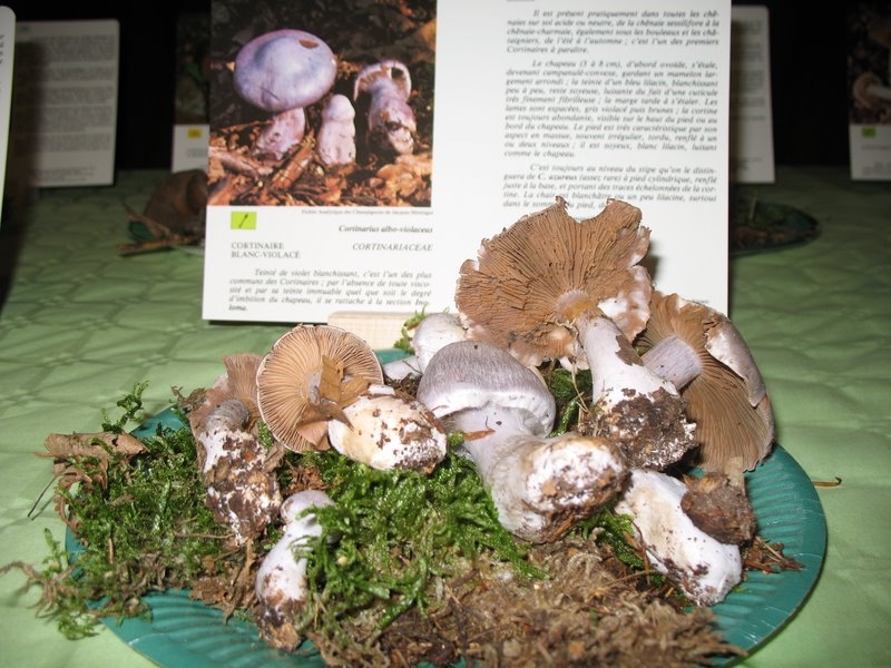 Cortinarius alboviolaceus